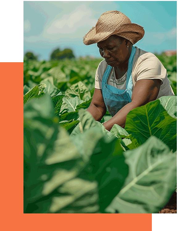 Agriculture and Food Security Services